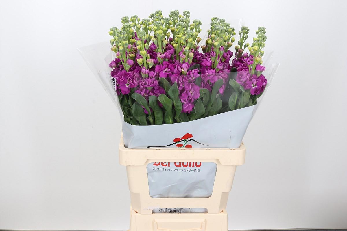 10x Matt.iron rose pink 60cm