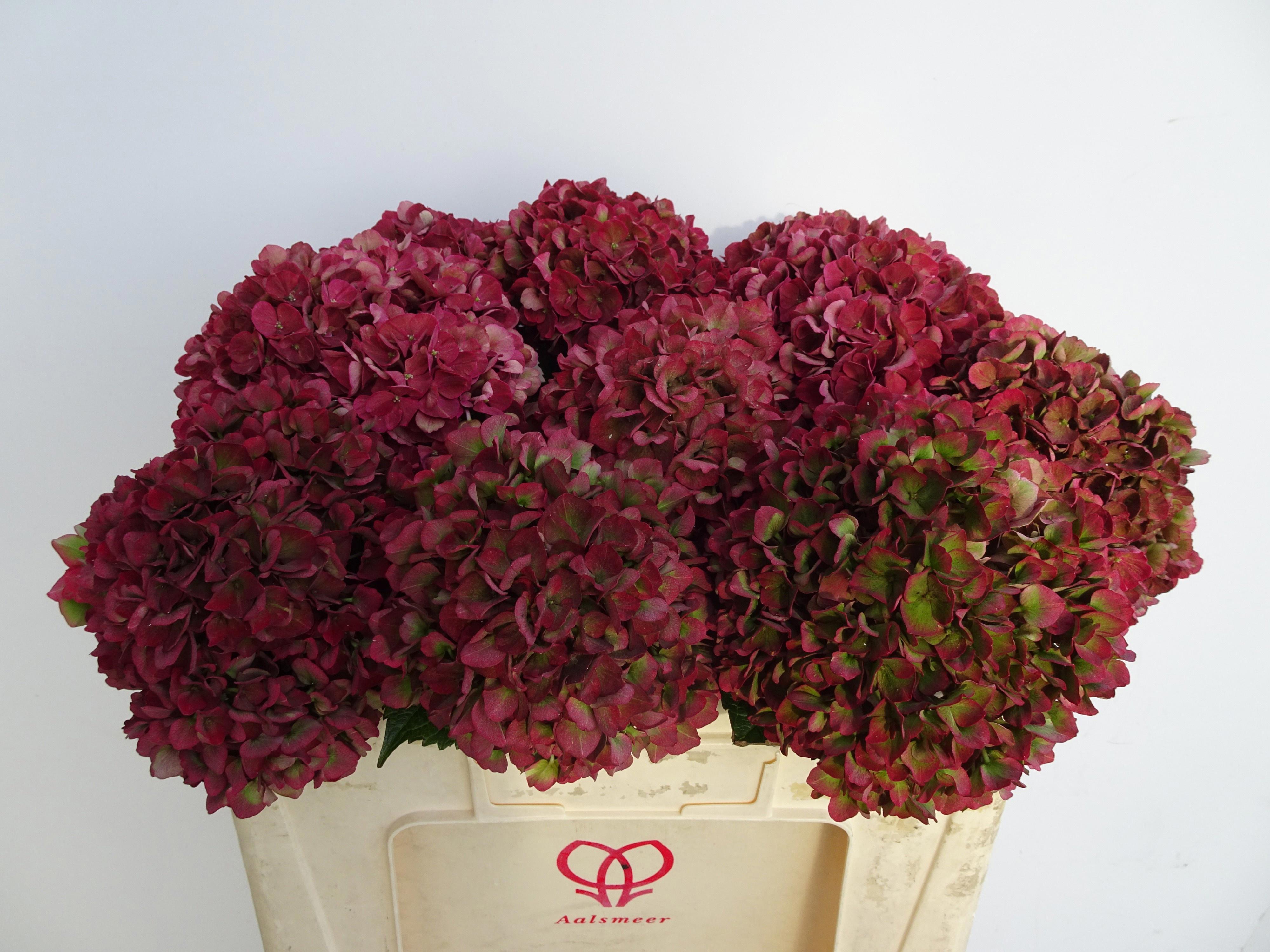 10x Hydr.mag.pink ruby classic 50cm