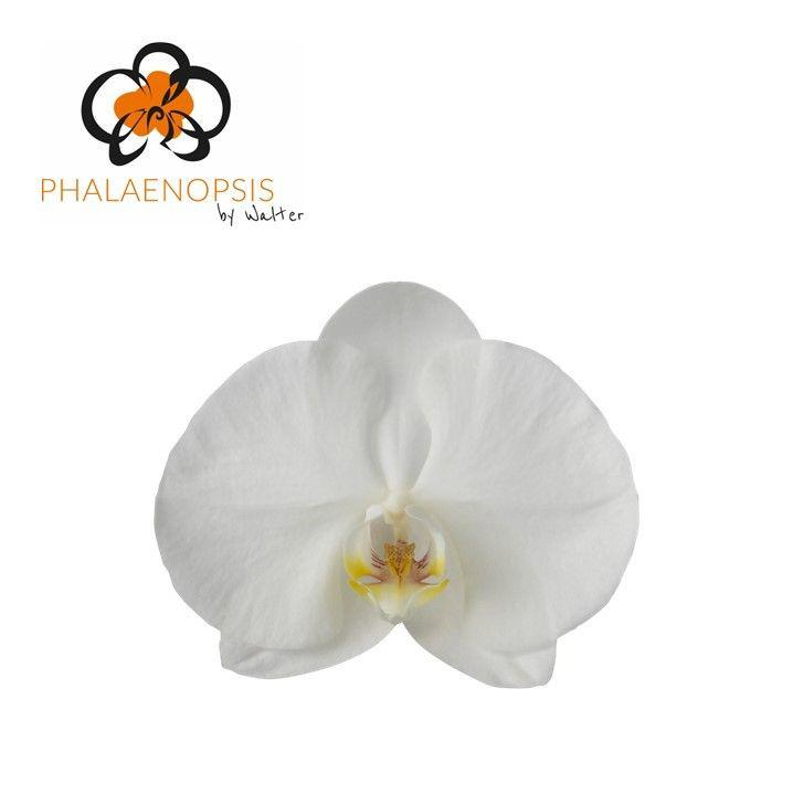25x Phal.sensation white