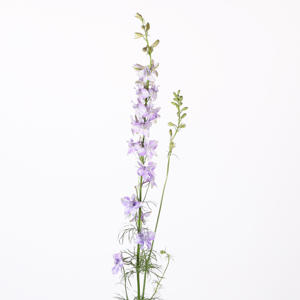 10x Delph.aj.qis violet lilac 80cm