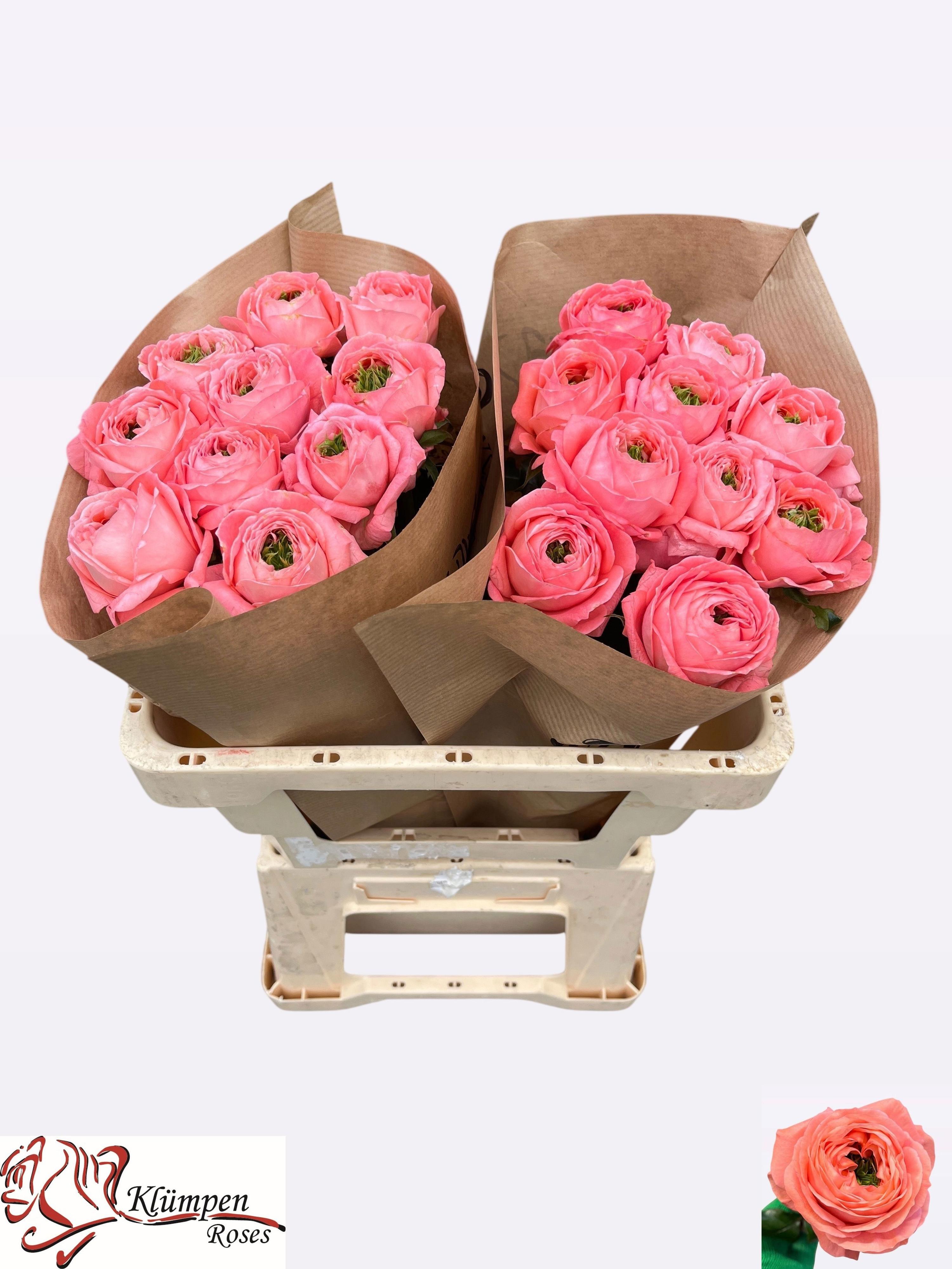 10x Rosa mirana gardens! 50cm