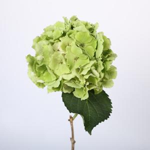 5x Hydr.verena classic 60cm