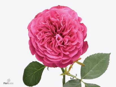 10x Rosa cherry velvet 40cm