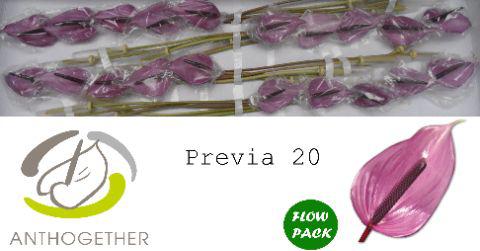 20x Anth.previa