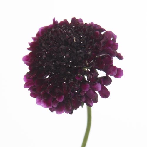 40x Scabiosa red velvet scoop 50cm