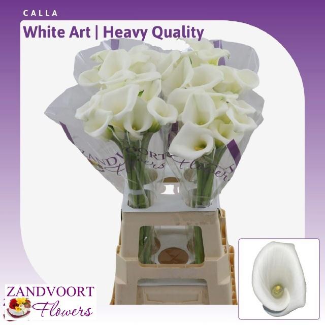 10x Zant.white art 70cm