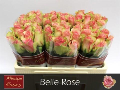 20x Rosa belle rose 50cm