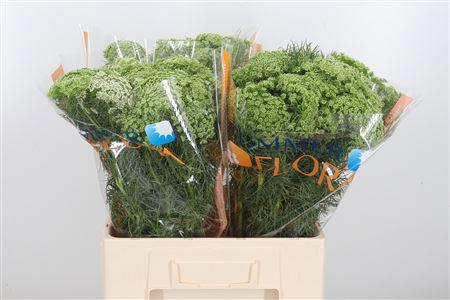 25x Ammi visnaga 60cm