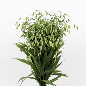 50x Gs chasmanthium latifolium mantis 80cm