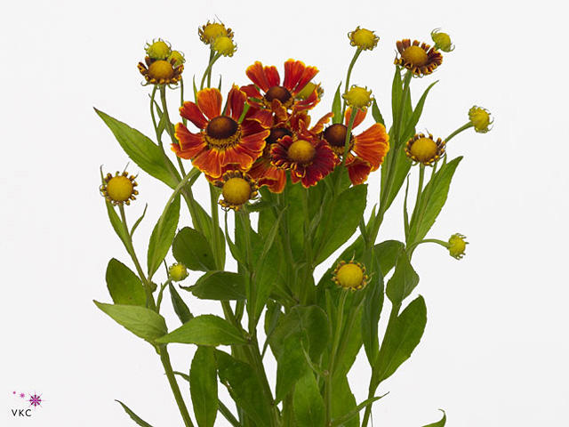 20x Helenium red king 60cm