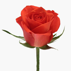 20x Rosa patz 40cm