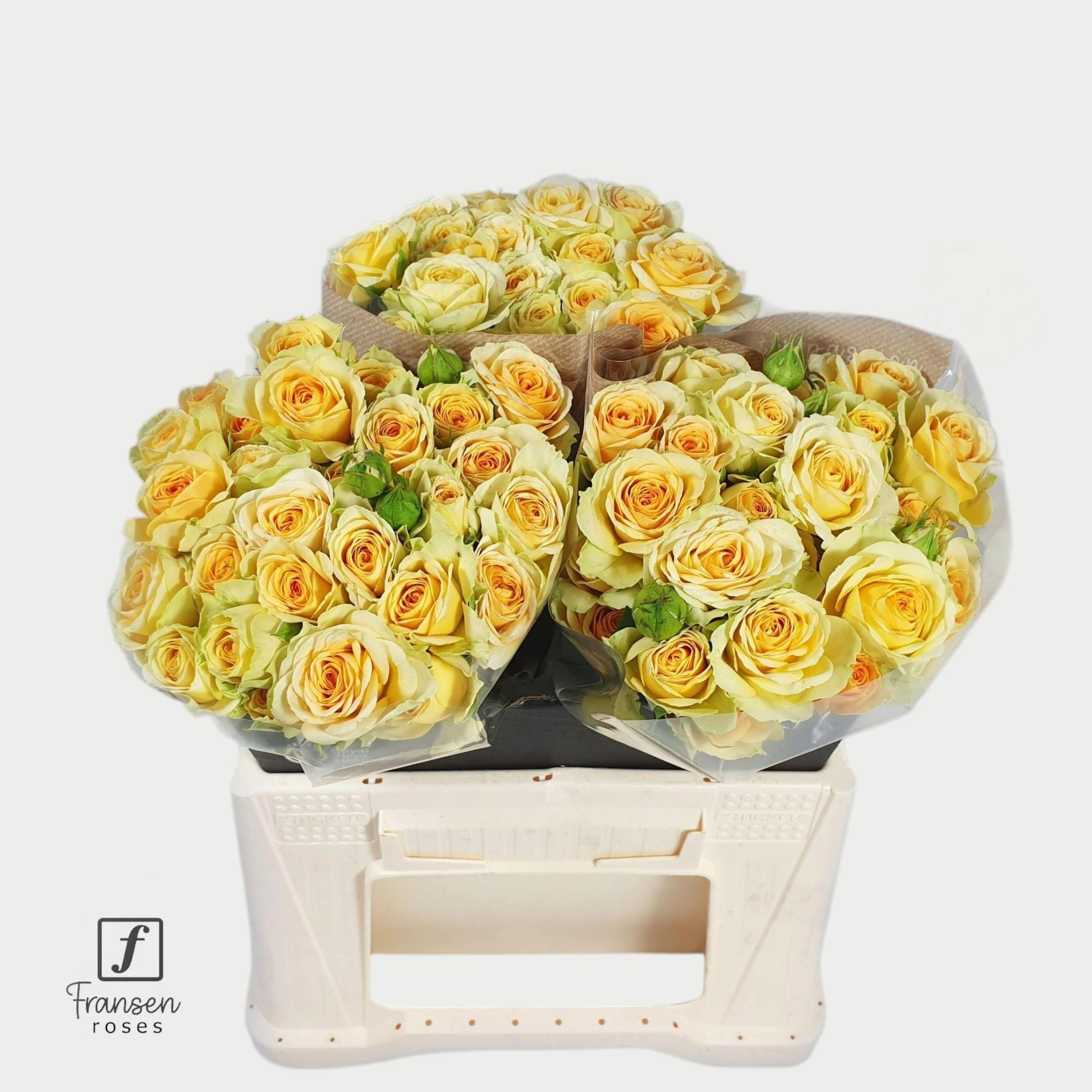 10x Rosa bandolero 40cm