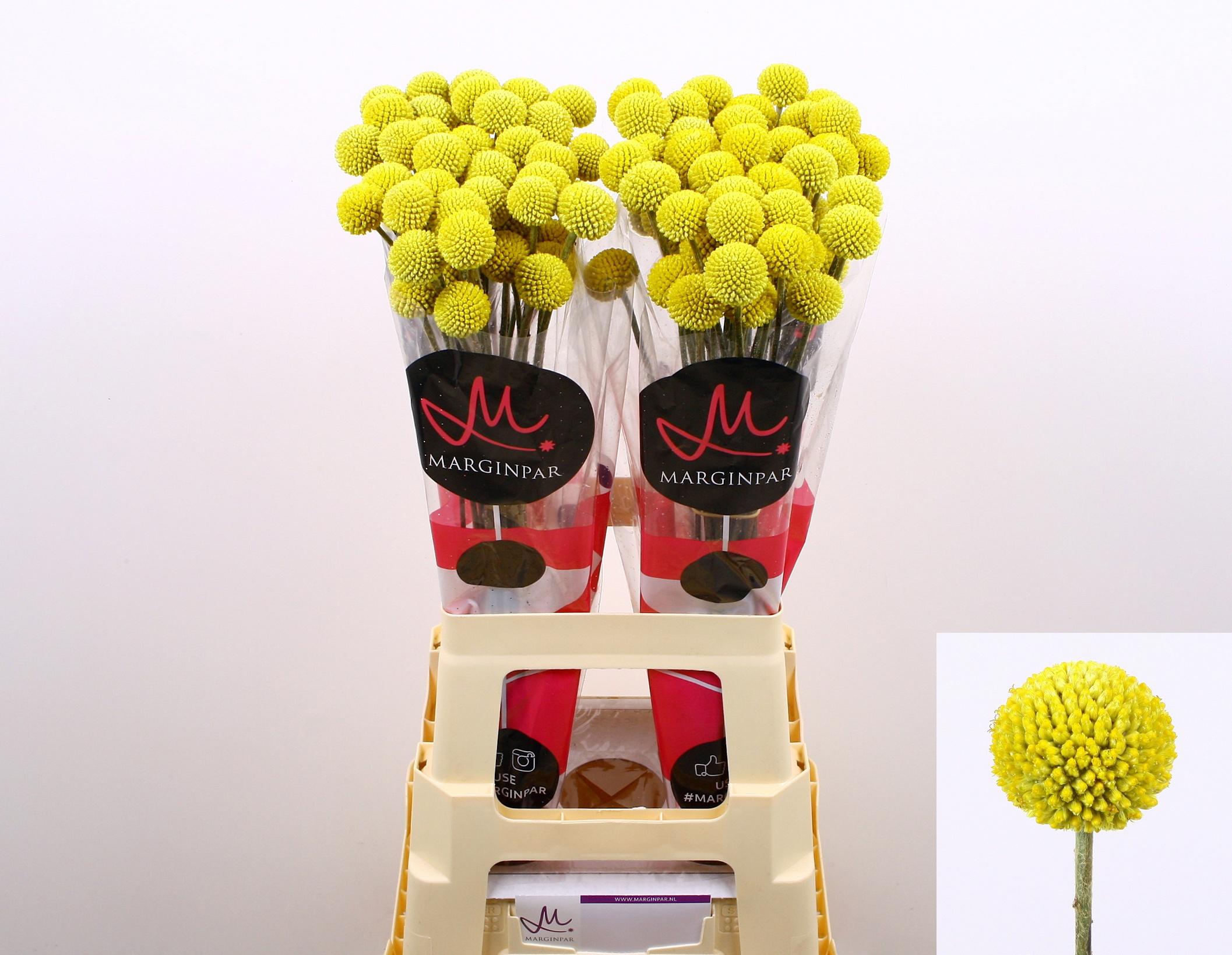 25x Craspedia paintball pop 70cm