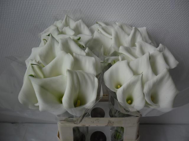 10x Zant.crystal blush 60cm