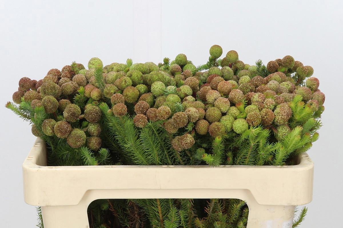 10x Pg berzelia galpinii baubles 50cm