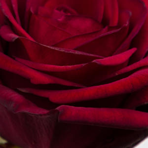 10x Rosa red naomi! 50cm