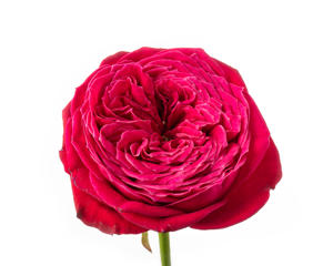 10x Rosa just more 40cm