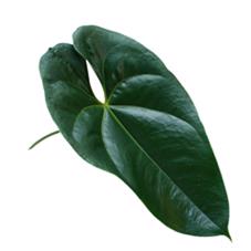 10x Sg anth.blad middel 30cm