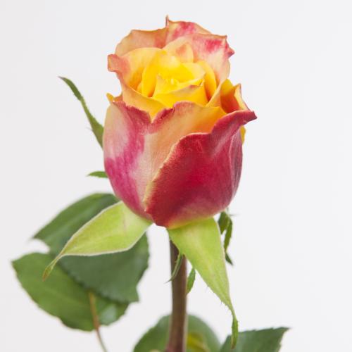 20x Rosa tamara 40cm