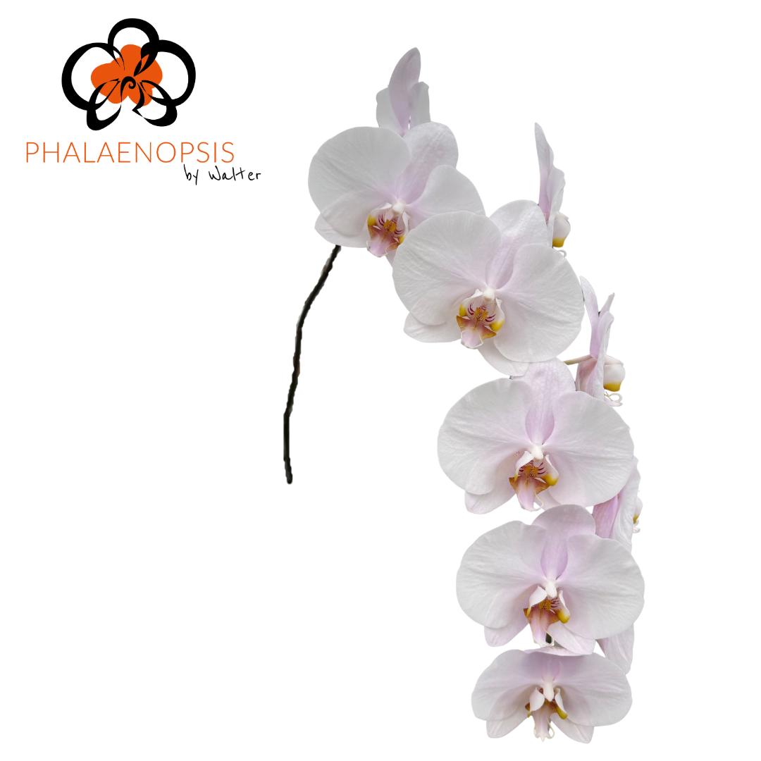 10x Phal.alpha 80cm