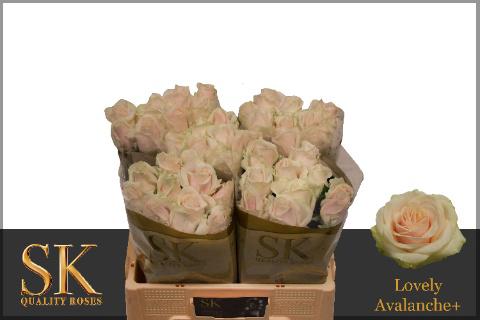 10x Rosa lovely avalanche 50cm