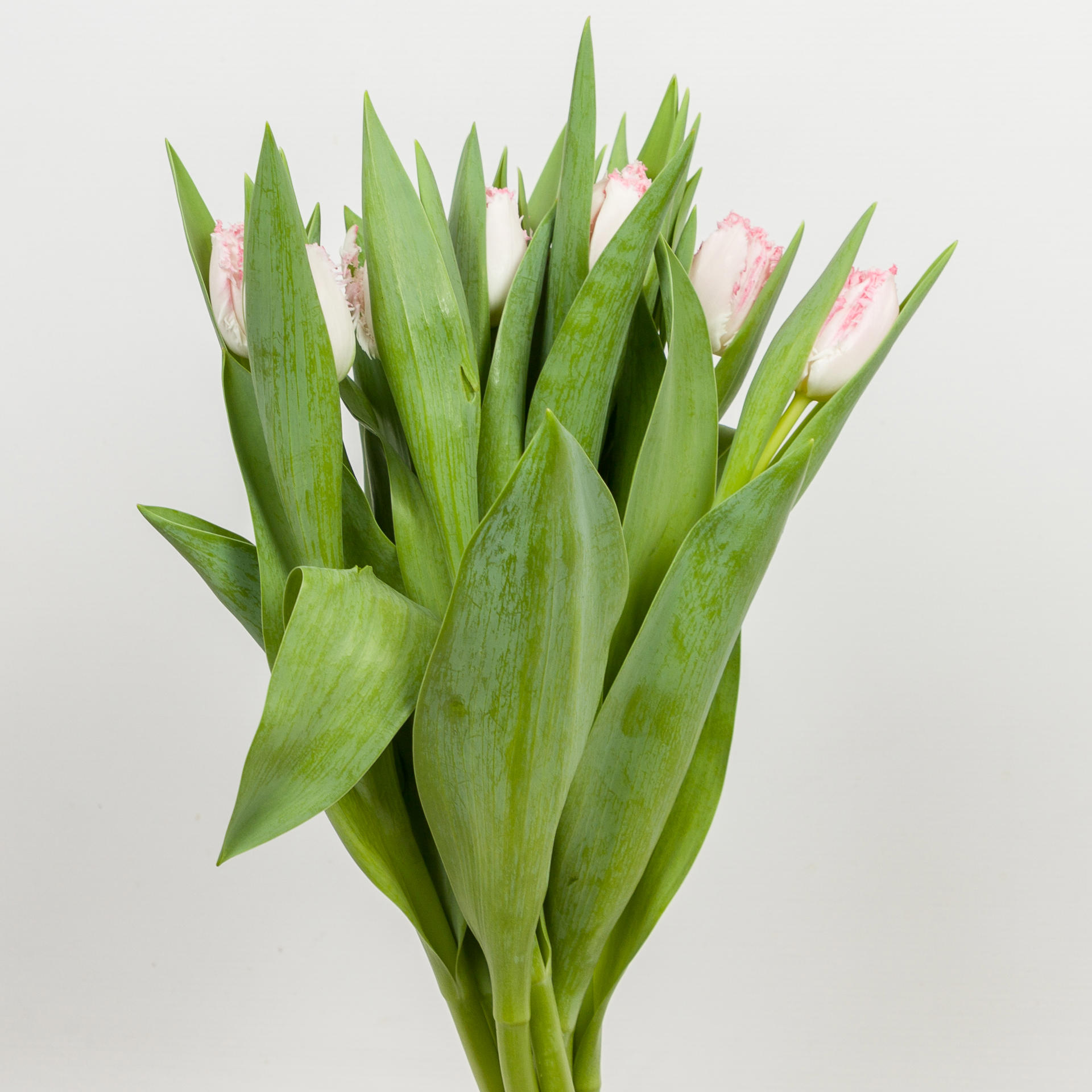 50x Tulipa neglige gf 40cm