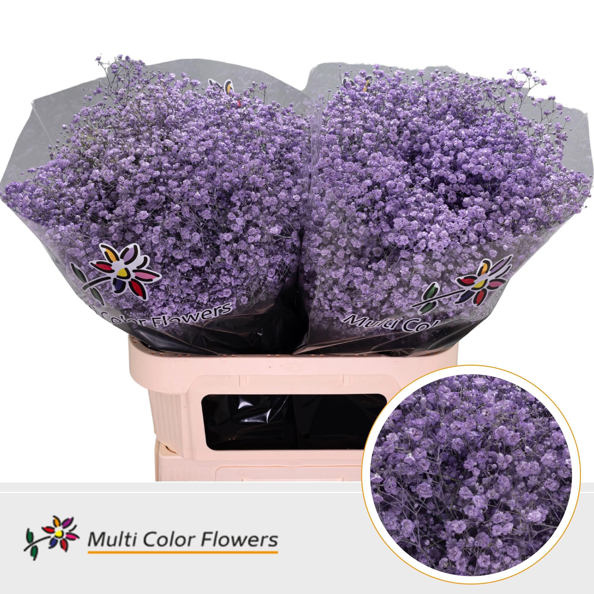 25x Gipskruid xlence milka 80cm