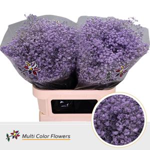 25x Gipskruid xlence milka 80cm