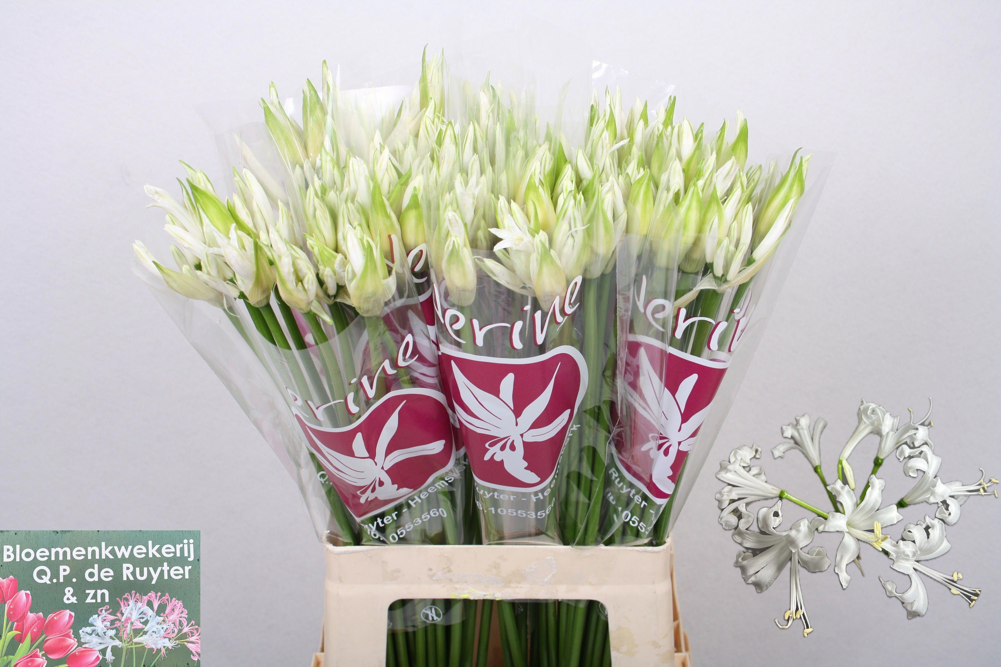 10x Nerine bianca perla 60cm
