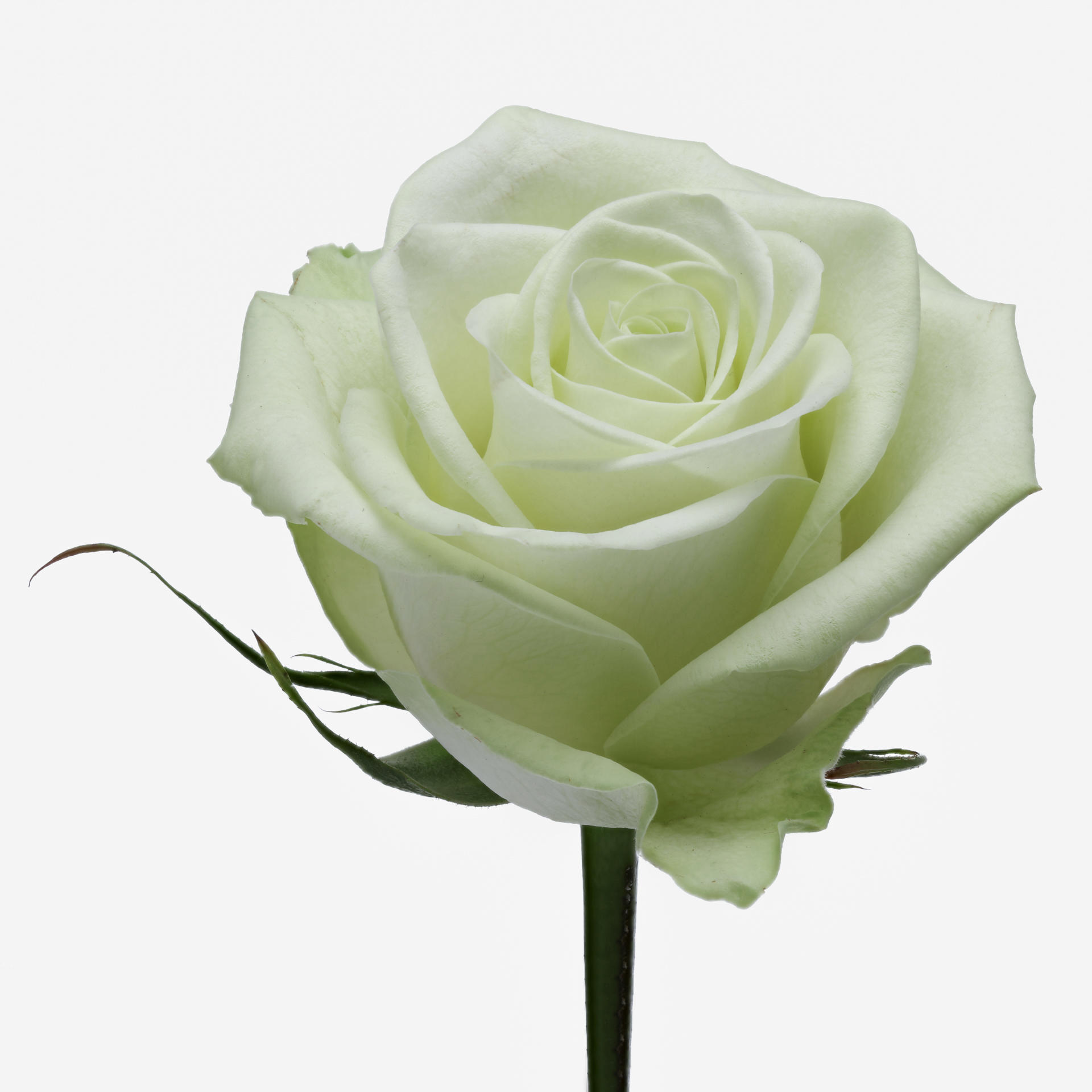 20x Rosa noelle! 60cm