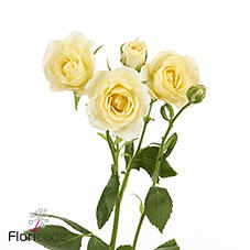 12x Rosa cream majolika 50cm