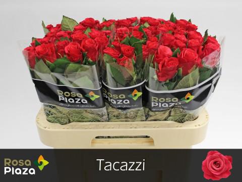 20x Rosa tacazzi+ 60cm
