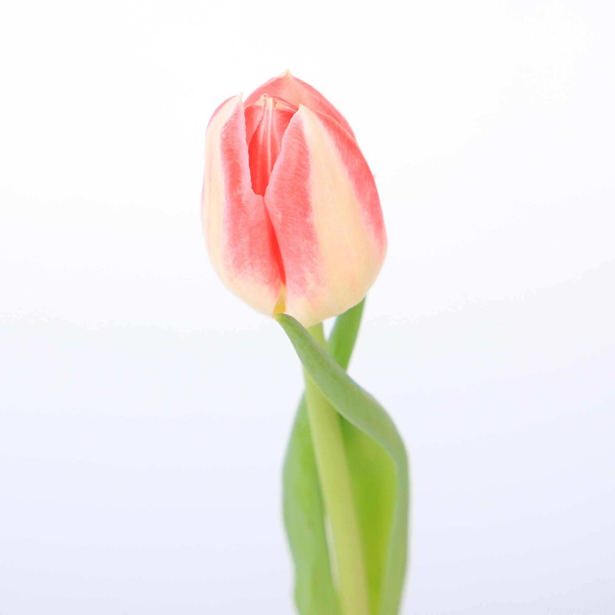 50x Tulipa 1 roze en 40cm