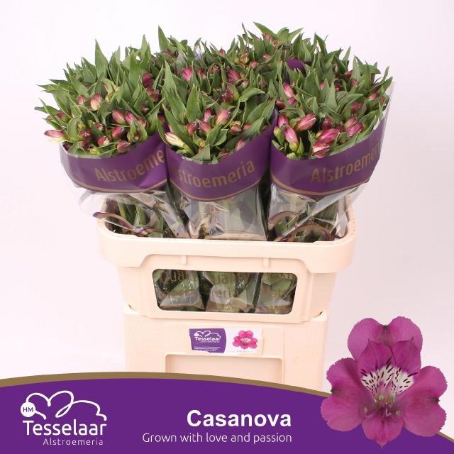 10x Alstroemeria casanova 70cm