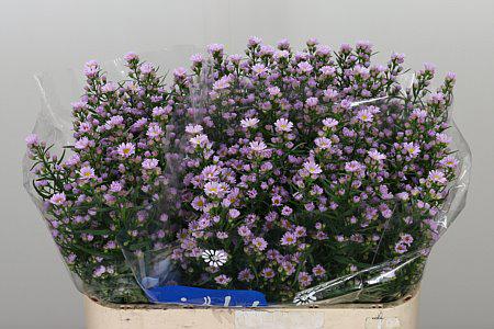 25x Aster claudia 80cm