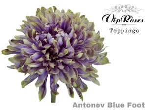 20x Chrysant antonov blue foot 60cm
