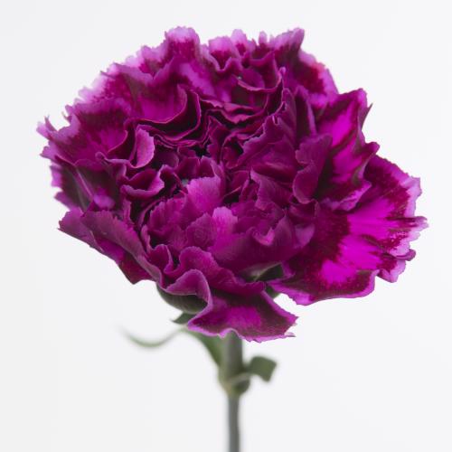 20x Dian.st.nobbio violet 70cm