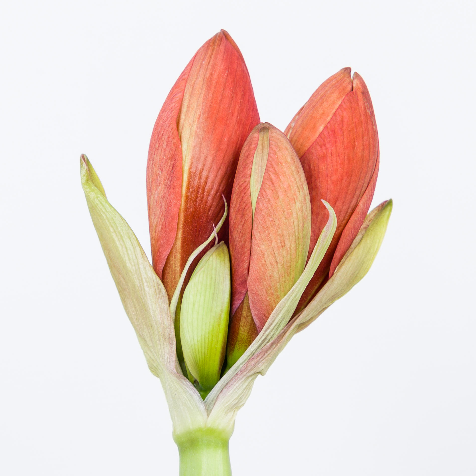 15x Hipp.naranja 70cm