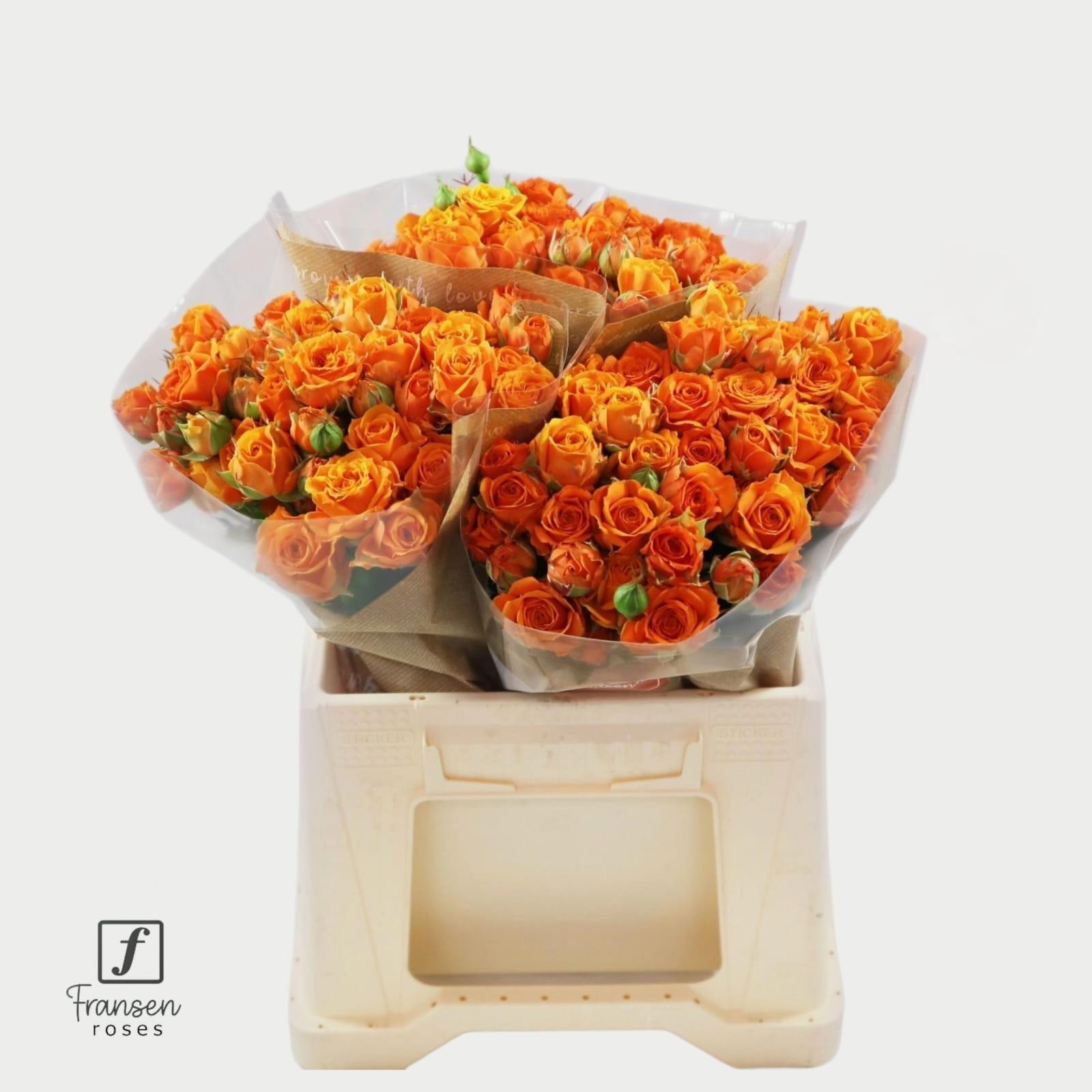 10x Rosa orange queen 40cm