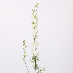 10x Delph.aj.qis white 80cm