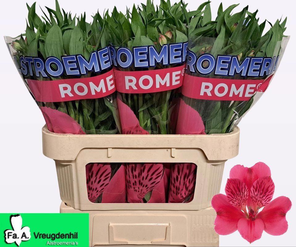 10x Alstroemeria rome 70cm