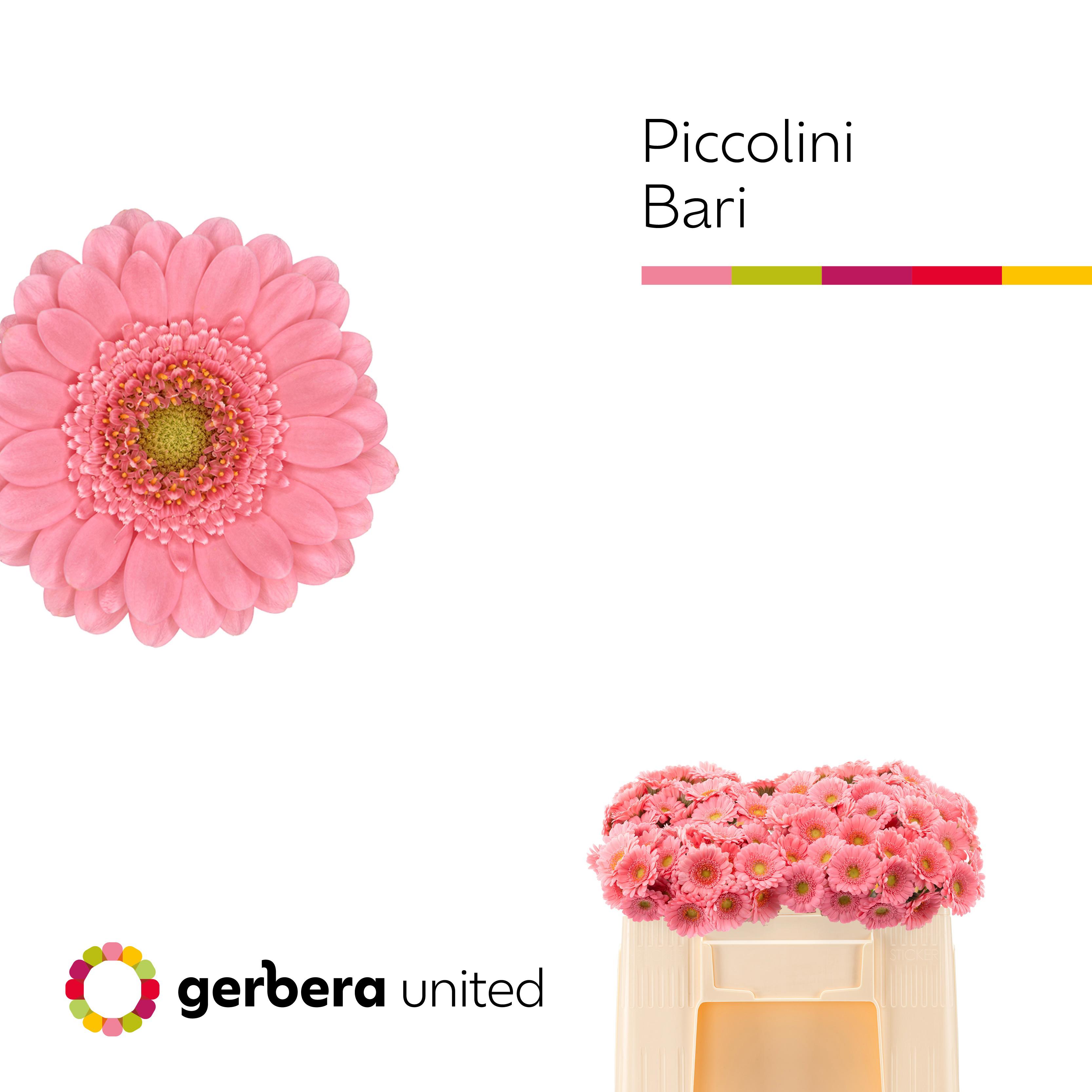 20x Germ.pic.bari 50cm