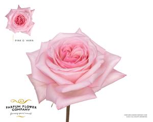 24x Rosa gard.pink o'hara 50cm