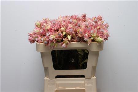 10x Pg serruria sugar 'n' spice 50cm