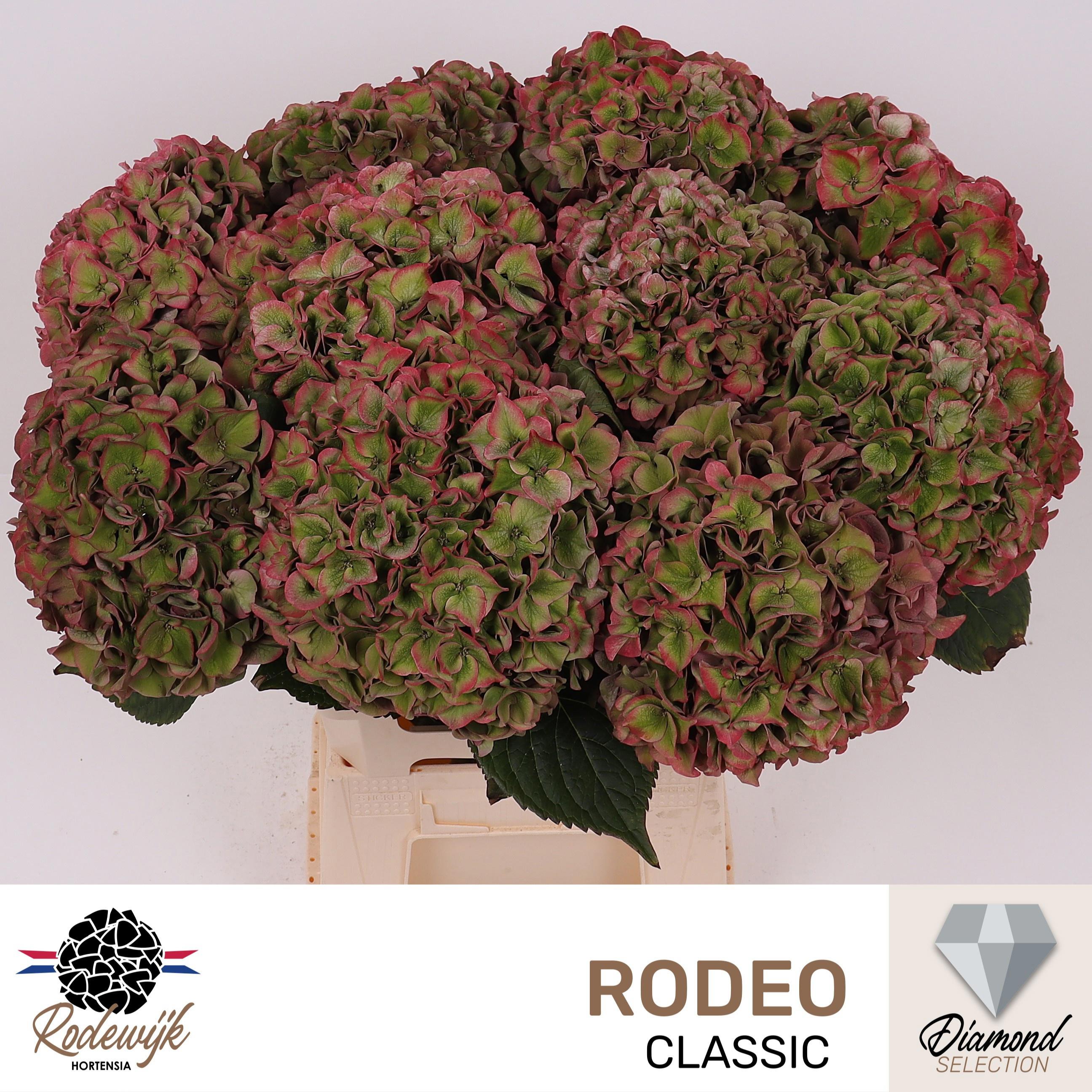10x Hydr.rodeo classic 60cm