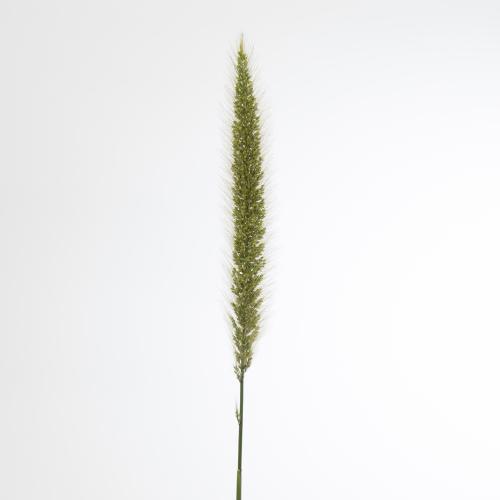 10x Gs pennisetum blondie 70cm