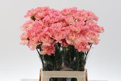 20x Dian.st.minami orange 60cm