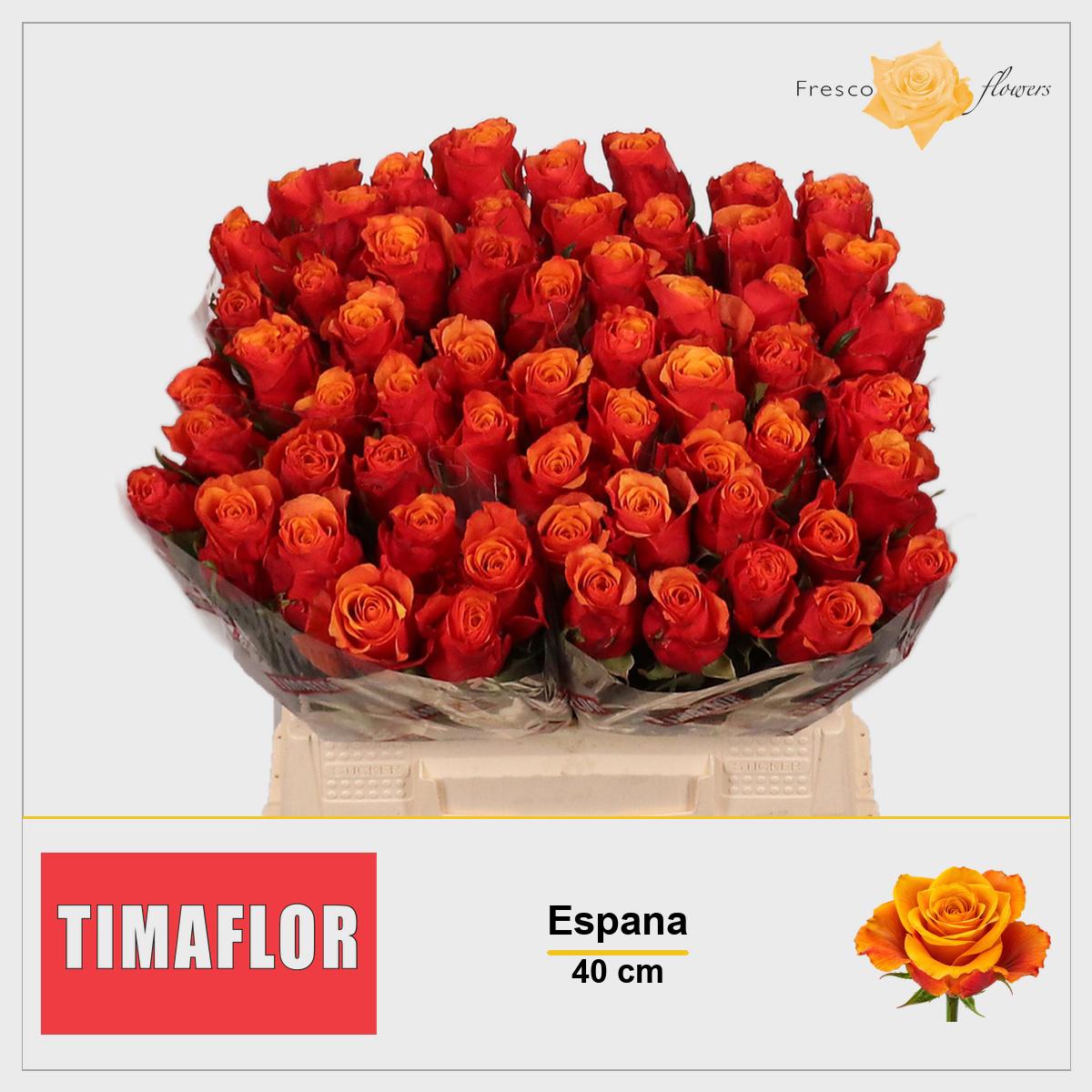 20x Rosa espana 40cm