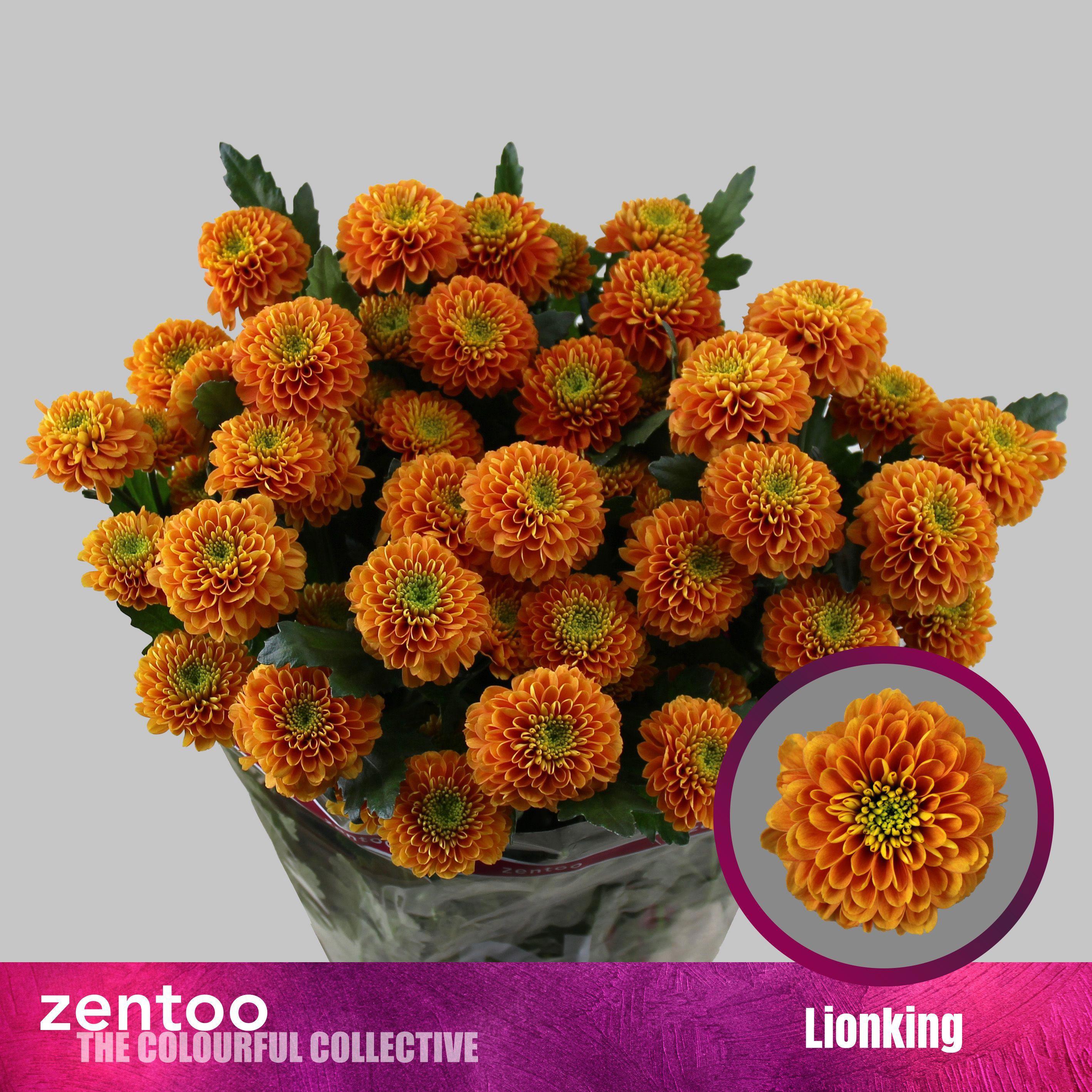 10x Chrysant lionking 70cm