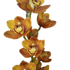 10x Mini cymb.westflor 60cm
